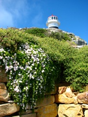 Ruschia radicans at Old Lighthouse