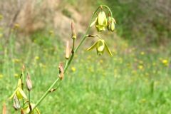 Albuca acuminata