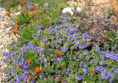 Aptosimum procumbens