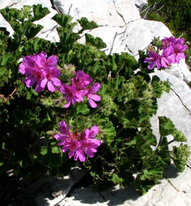 Pelargonium cucullatum - Photo by Rosie