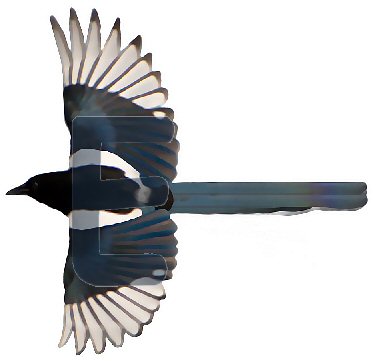 Ellen Elster, click for animation