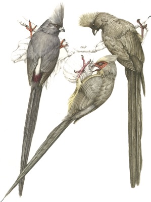 White-backed, Red-faced  and Speckled Mousebird - Weißrücken-, Rotzügel- und Braunflügel- Mausvogel