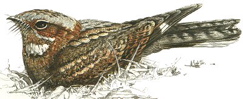 Fiery-necked Nightjar