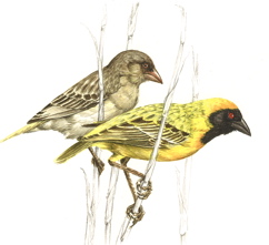 Southern Masked-Weaver