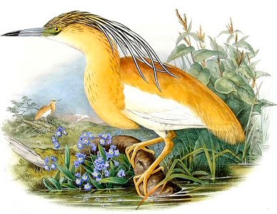 Squacco Heron by John Gould