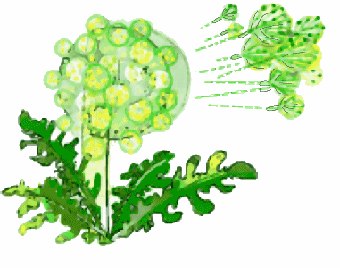 Pusteblume, click for animation