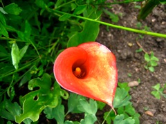 zantedeschia