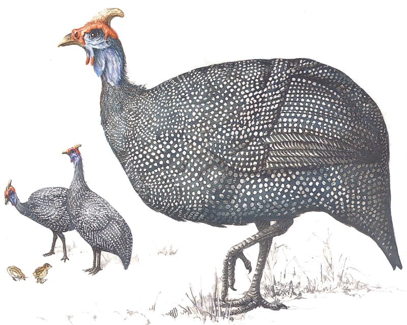 Helmeted Guineafowl g