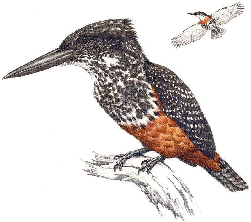 Giant Kingfisher