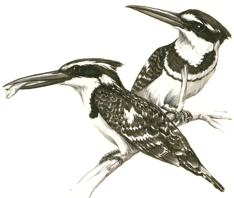 Pied Kingfisher