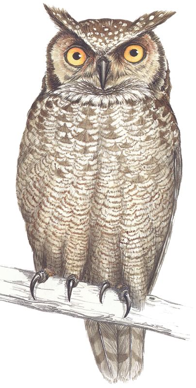 Spotted Eagle-Owl