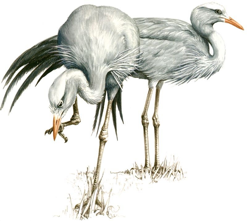 Blue Crane