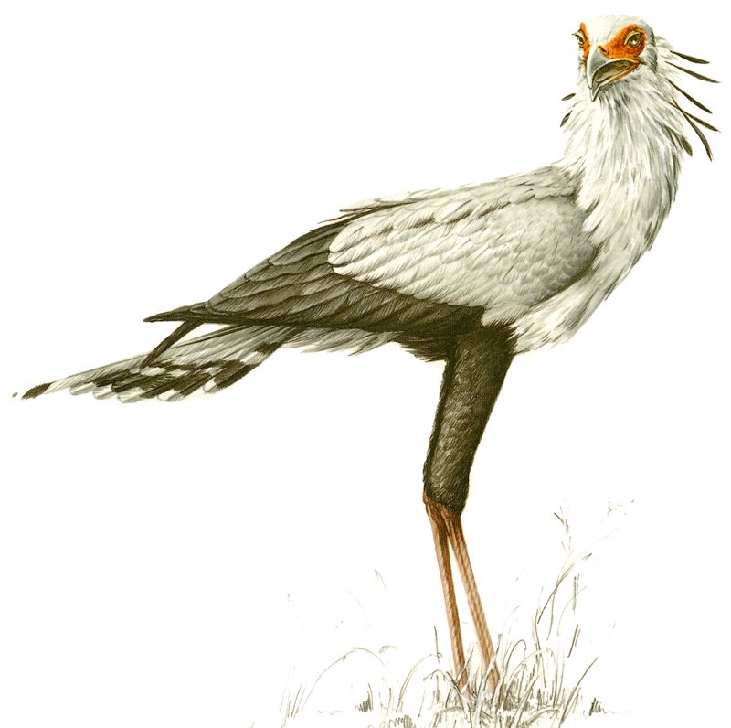 Secretary Bird