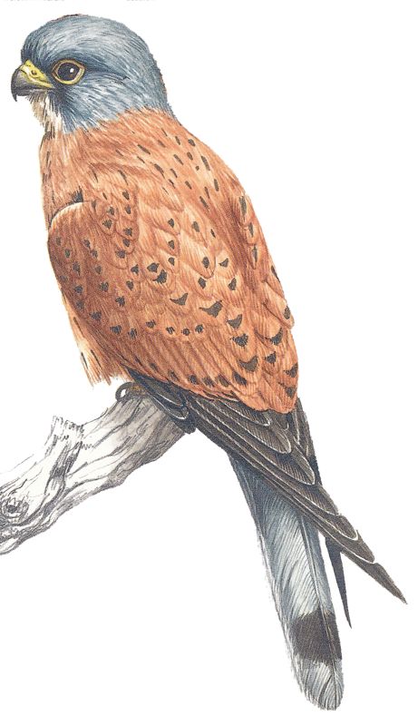 Lesser Kestrel 