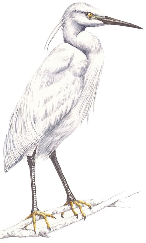 Little Egret