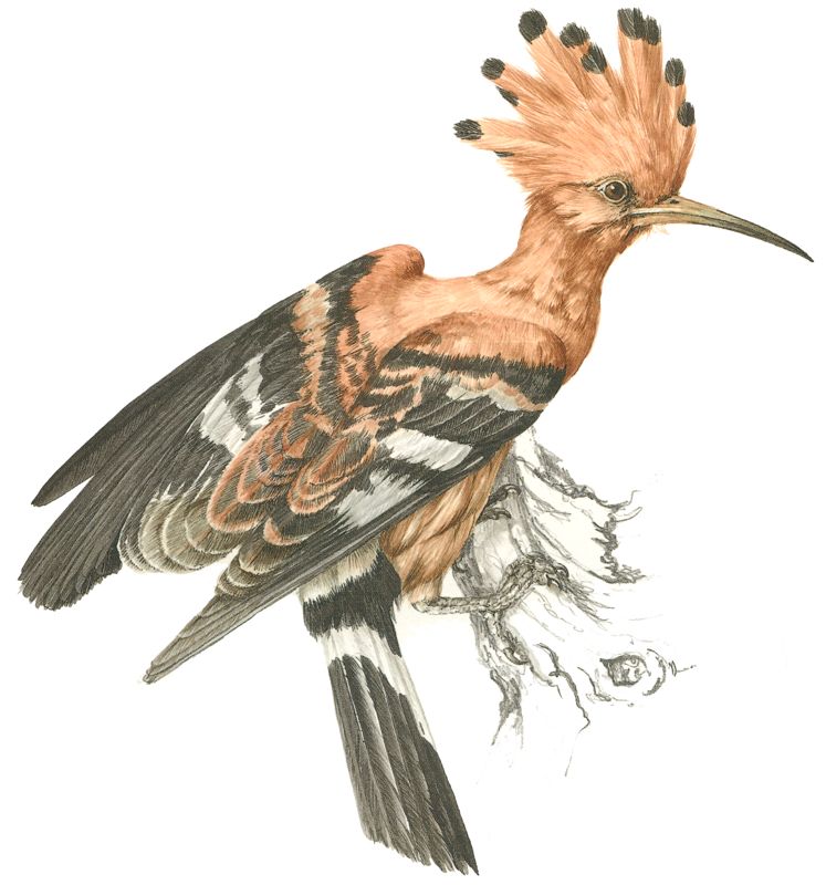 Hoopoe