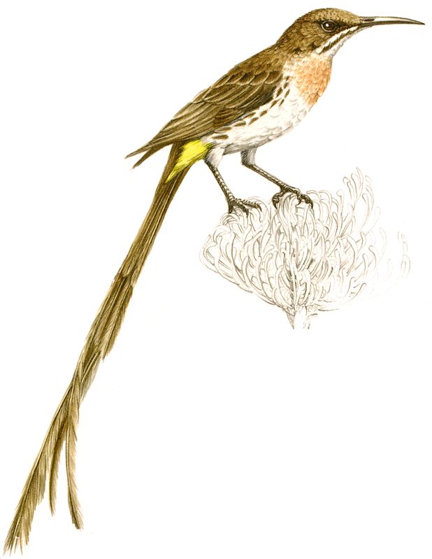 Cape Sugarbird