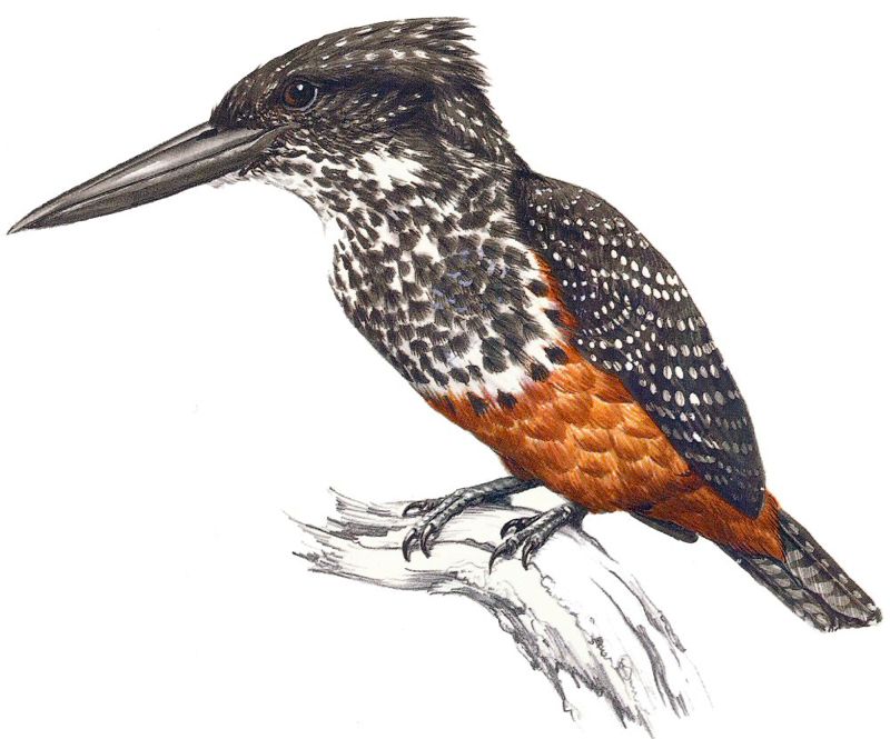 Giant Kingfisher