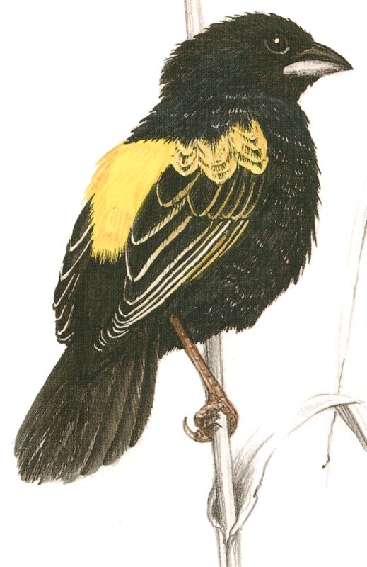 Yellow Bishop