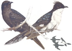 Black Cuckoo and Jacobin Cuckoo