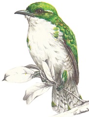 Klaas's Cuckoo