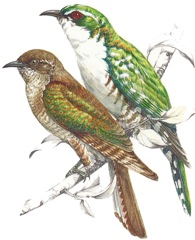 Diderick Cuckoo