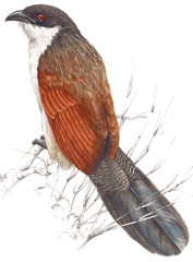 Burchell's Coucal