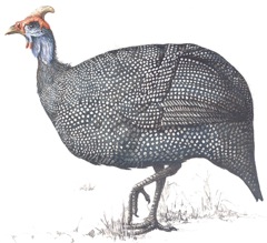 Helmeted Guineafowl