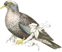 African Olive-Pigeon