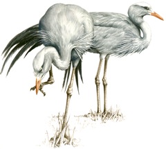 Blue Crane