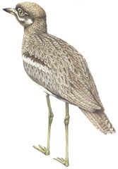 Water Thick-knee