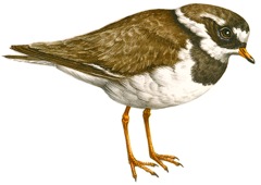 Common Ringed Plover