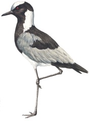 Blacksmith Lapwing