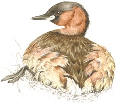 Little Grebe