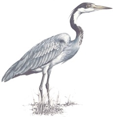 Black-headed Heron 