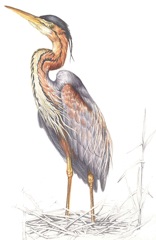 Purple Heron