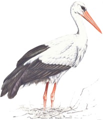 Weißstorch - White Stork