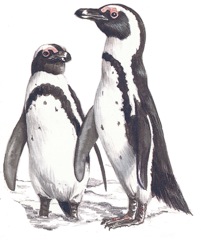 African Penguin