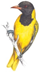 Black-headed Oriole