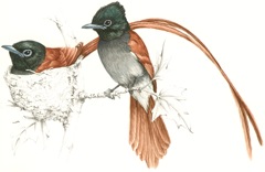 African Paradise-Flycatcher