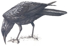 Cape Crow