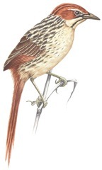 Cape Grassbird