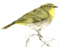 Cape White-eye