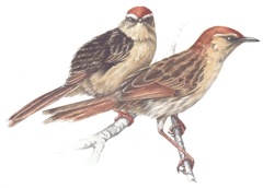 Levaillant's Cisticola