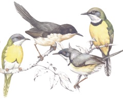 3 Apalis species