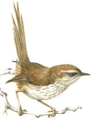 Karoo Prinia