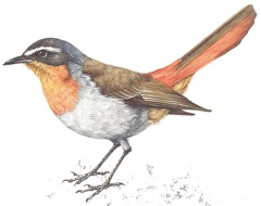 Cape Robin-Chat 