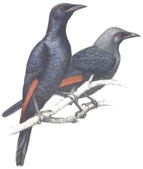 Red-winged Starling 