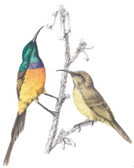 Orange-breasted Sunbird