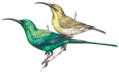 Malachite Sunbird